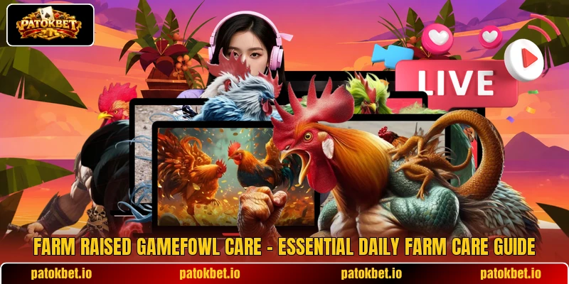 Farm Raised Gamefowl Care – Essential Daily Farm Care Guide