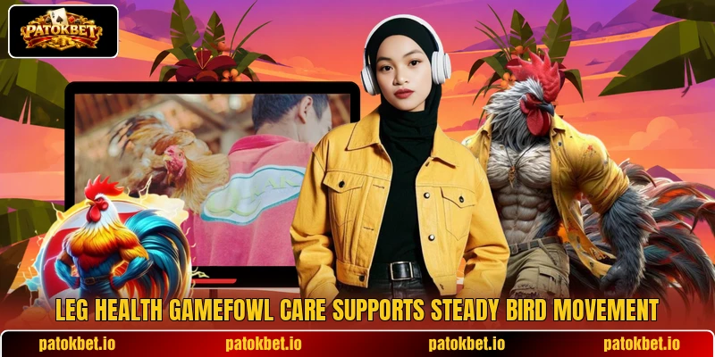 Leg health gamefowl care supports steady bird movement Leg health gamefowl care supports steady bird movement
