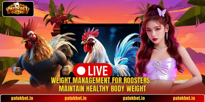 Weight Management For Roosters – Maintain Healthy Body Weight